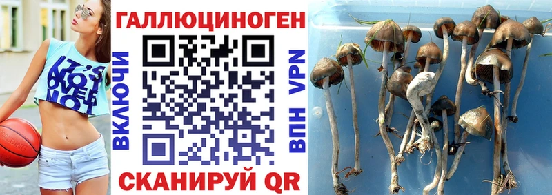 Галлюциногенные грибы Psilocybe  blacksprut сайт  Гудермес  хочу наркоту 